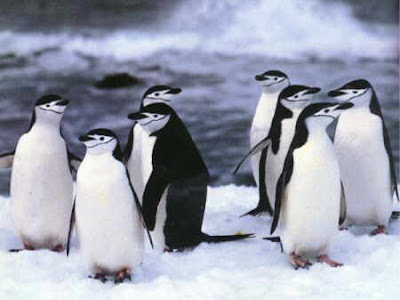 Penguins Chinstrap Pictures