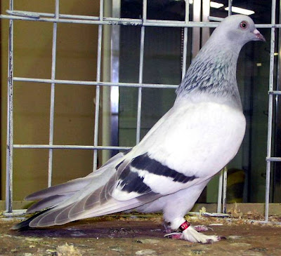 Syrian Coop Tumbler Pigeon