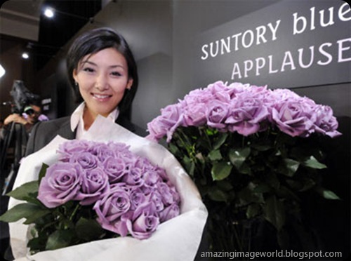 World's first genetically modified blue roses005