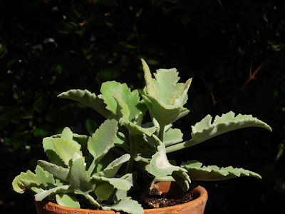 Kalanchoe beharensis - Elephant's ear kalanchoe care and culture