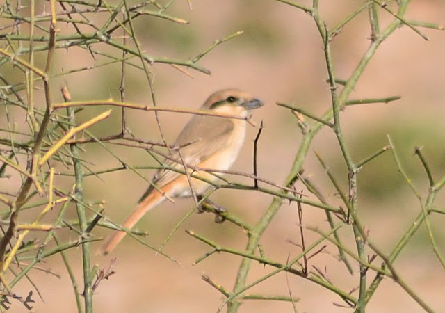 The isabelline shrike or Daurian shrike (Lanius isabellinus)