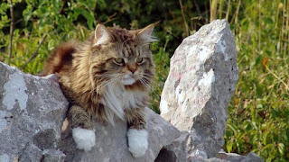 Cara Serta Manfaat dari Menjemur Kucing Maine Coon