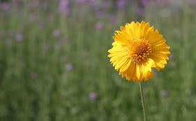 Gaillardia Grandiflora Mesa Yellow Flowers