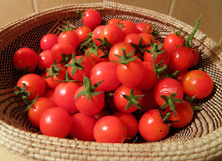 Basket of homegrown cherry tomatoes