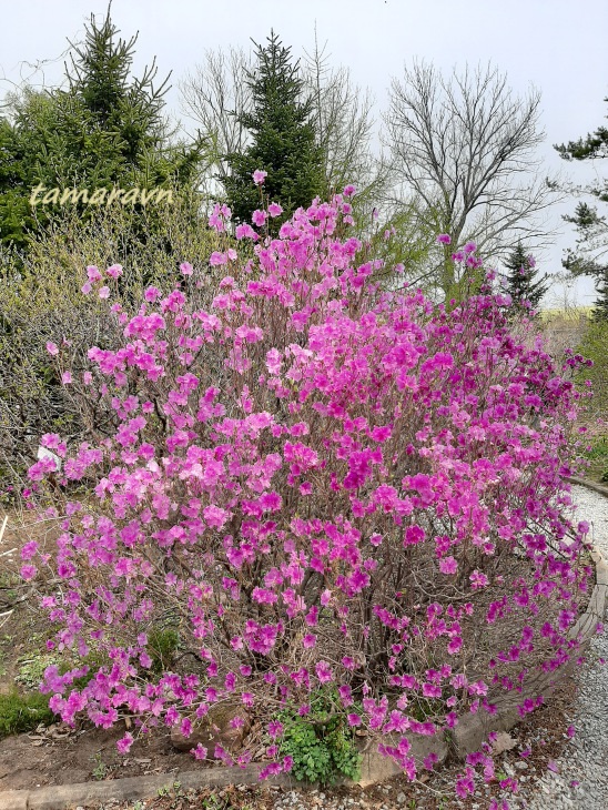 Рододендрон остроконечный (Rhododendron mucronulatum)