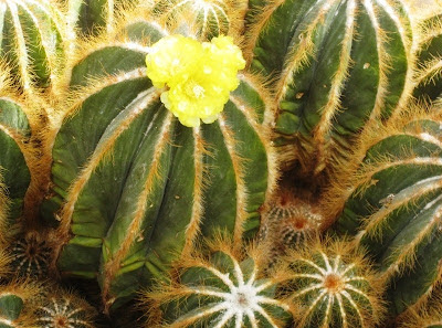 Yellow flower on cactus