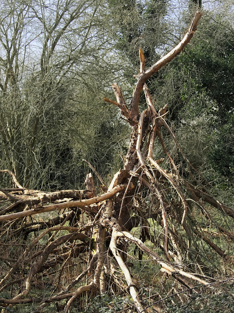 Complex of bleached tree roots