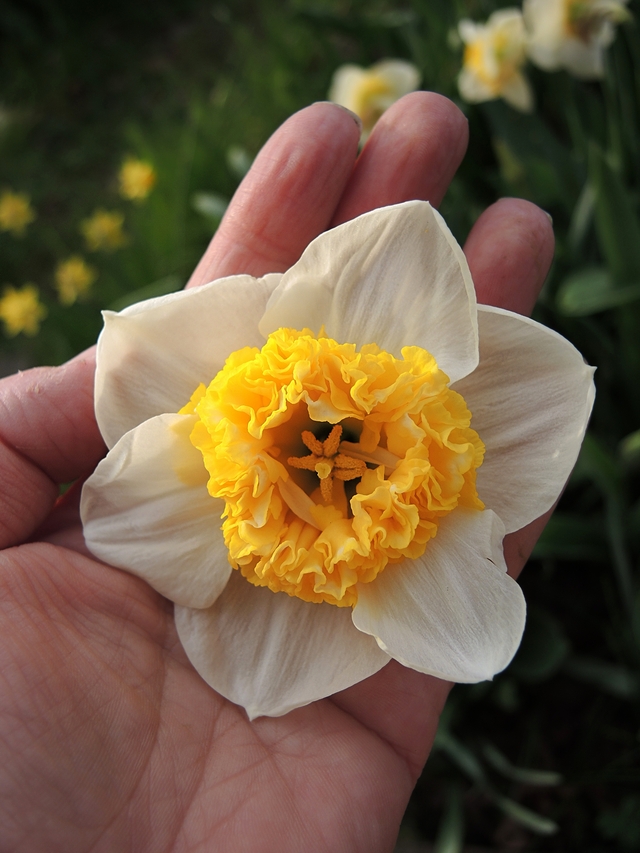 in mijn tuintjes: over #maaimeiniet en hoe ik dat doe en veel mooie blommen in maart en april,  ...