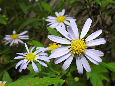 雞兒腸（馬蘭）的花序