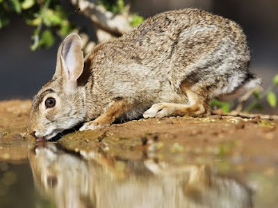 Pictures Of Rabbits And Hares. rabbits and hares.