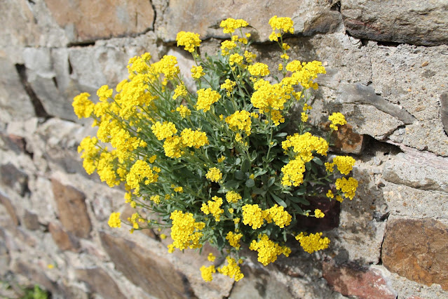 yellow wallflowers