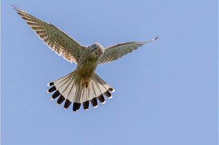 Ein Turmfalke jagt im Rüttelflug am Pfäffikersee