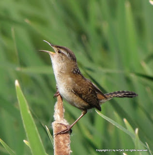 Marsh Wren