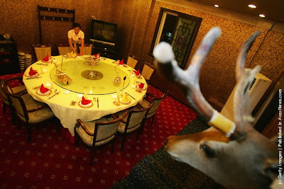 Anehnya Restoran Penis di China