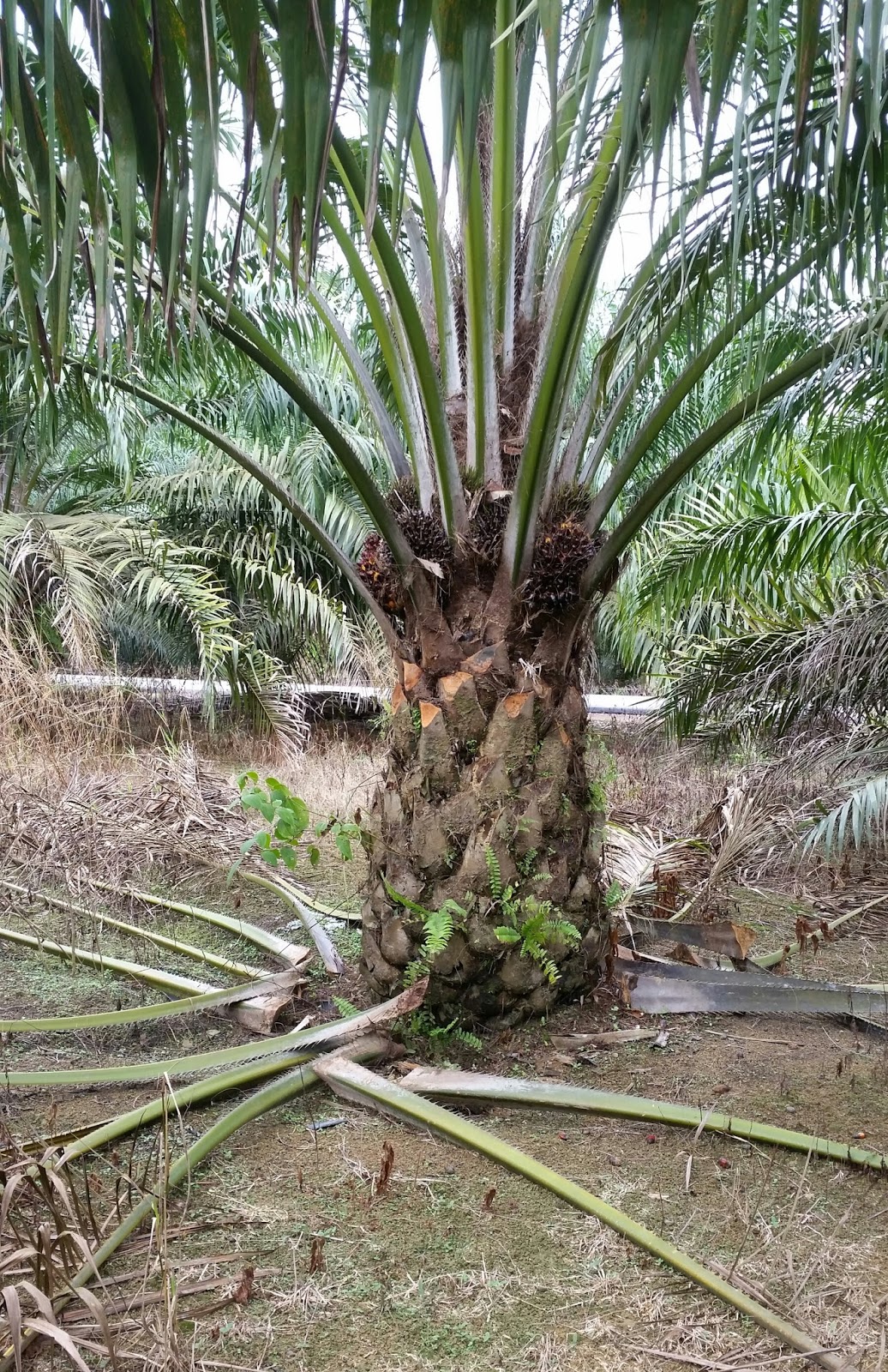 Warisan Petani Kebun Kelapa  Sawit  2 Pemangkasan Pelepah 