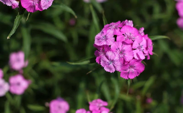 Sweet William Flowers Pictures