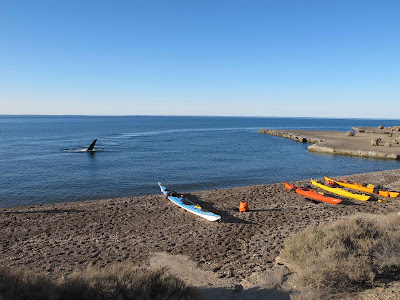 Sea Kayaking in Patagonia Peninsula Valdes Marine Life Whales Penguins and Sea lions