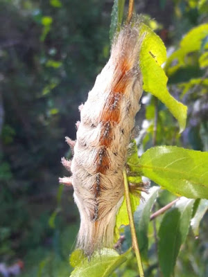 Oruga peluche (Podalia orsilochus)