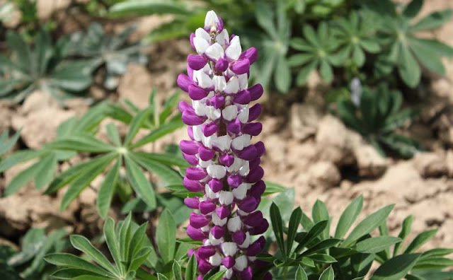 Lupine Flowers Pictures