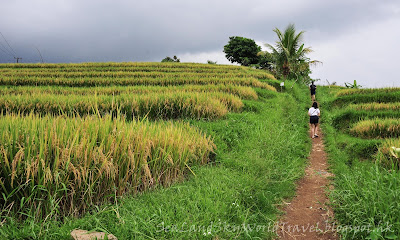 Jatiluwih rice terrace, bali, 峇里