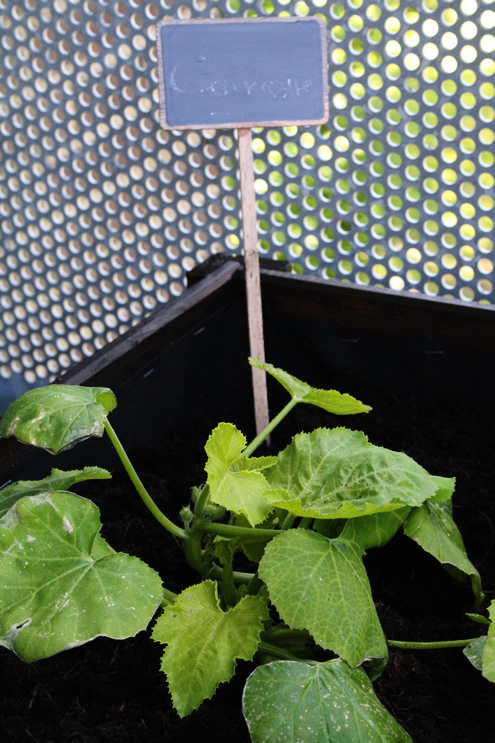 Veggie patch - zucchini