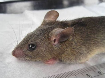 Mastomys natalensis, the natural reservoir of the Lassa fever virus