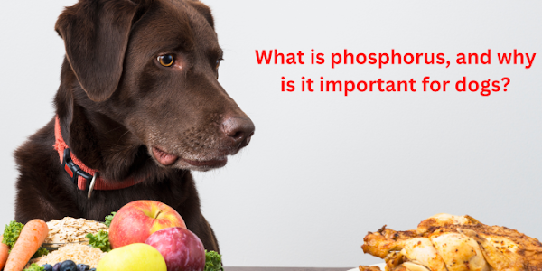 What is phosphorus, and why is it important for dogs?