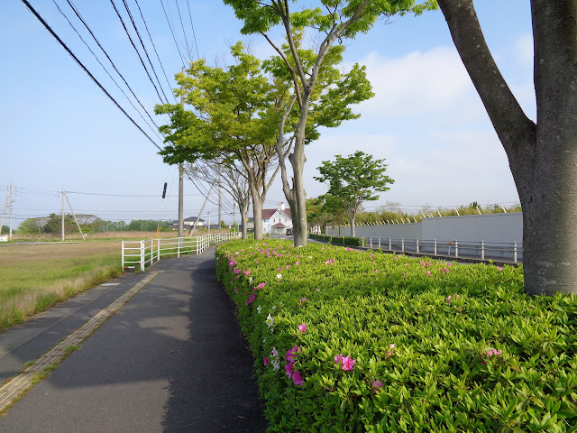 内浜産業道路のケヤキの街路樹