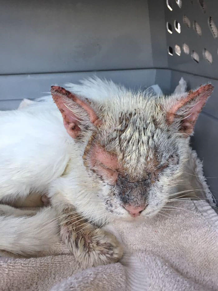 Homeless Cat Opened His Beautiful Eyes For The First Time In Months. His Transformation Is Incredible!