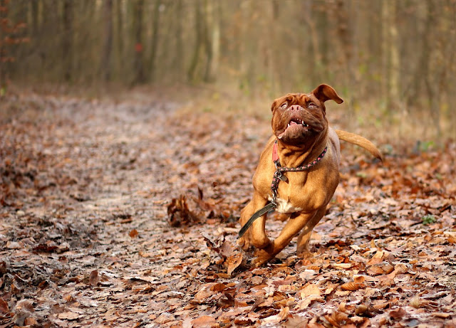 Running Dog: The January Challenge