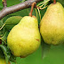 Health Benefits of pears for Weight Loss or Diet