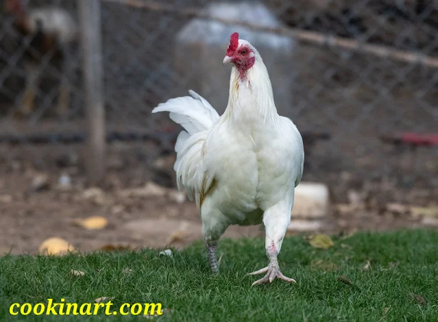 Types of chicken