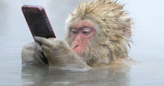  gambar  Gambar  Monyet Lengkap