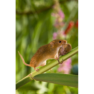 mouse carrying baby to nest