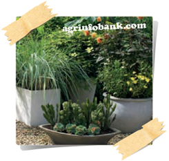 Gardening Talk: Mixing shapes and sizes agrinfobank.com Gardening Talk: Mixing shapes and sizes agrinfobank.com