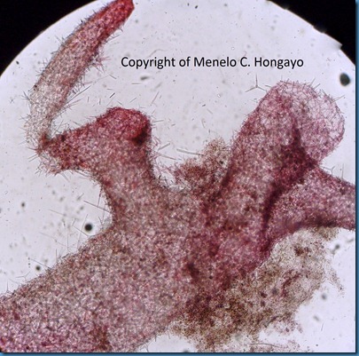 Leucosolenia spicules (3)
