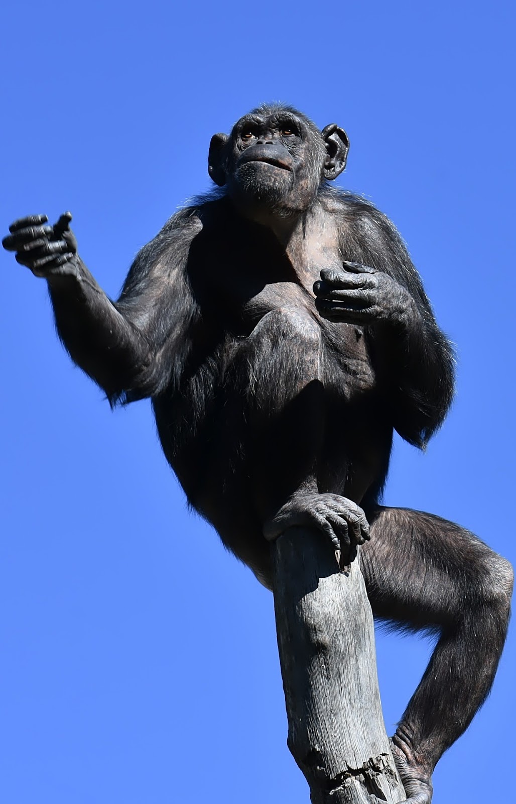 Gestures of a chimpanzee on a pole.