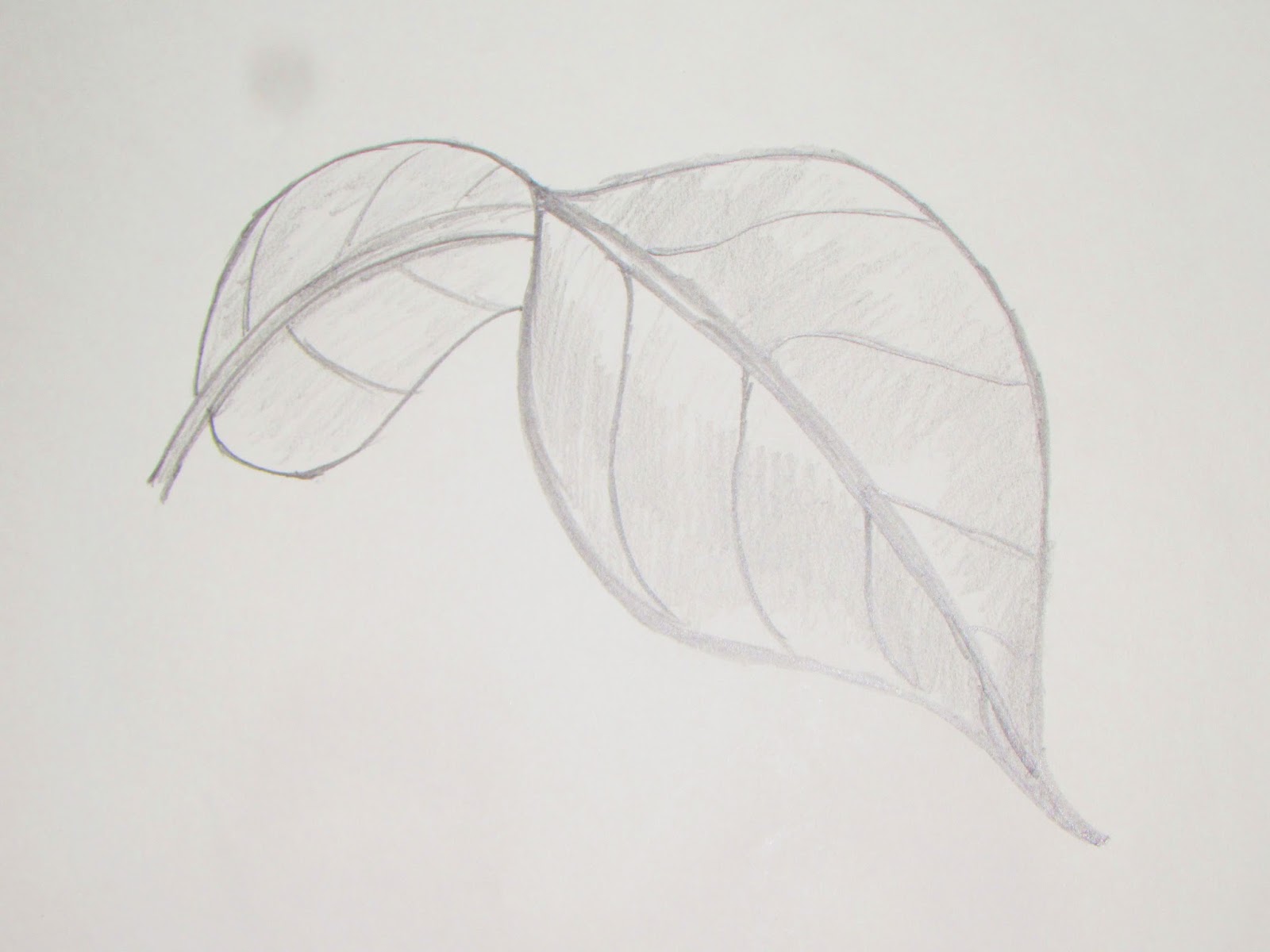 Richa Art Club How To Draw Or Sketch Long Turned Mango Leaf 5