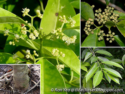 Marsh Holly (Ilex cymosa)