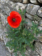 A single poppy - bright spot on the wall