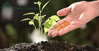 How-to-Fertilize-Plants-Essential-Tips-to-Nourish-Your-Garden
