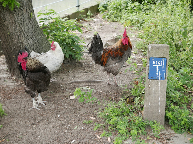 Aanwijsplaat met pluimvee, Binckhorst, Den Haag, juni 2019