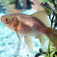 Using Goldfish as your Wedding Centerpeices