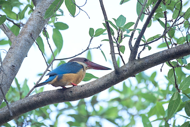 Stork-billed Kingfisher (Pelargopsis capensis) बड़ा किल्किला, बादामी कौड़िल्ला