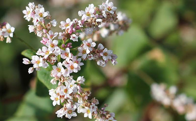 Buckwheat Flowers Pictures