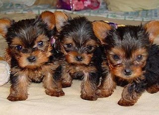 Yorkshire Terrier Puppy Pictures