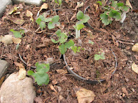 Печёночница благородная вариант благородная Hepatica nobilis var. nobilis. Размножение печёночниц.