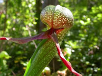 Darlingtonia