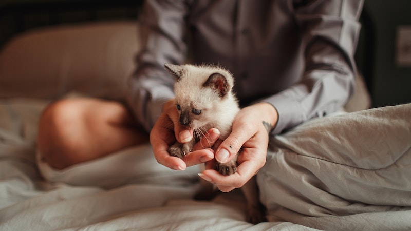 gambar daur hidup kucing bayi