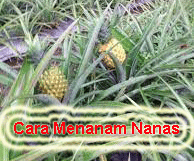 cara menanam nanas